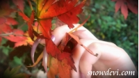 SNOW207-Leaf