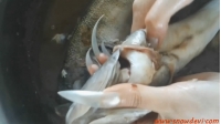 SNOW22-fish