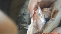 SNOW22-fish