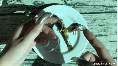 SNOW543-Fish11