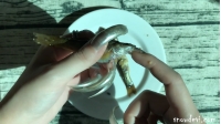 SNOW543-Fish11