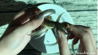 SNOW543-Fish11