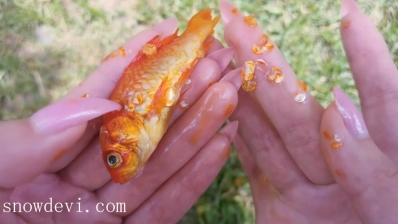 SNOW838-Fish23