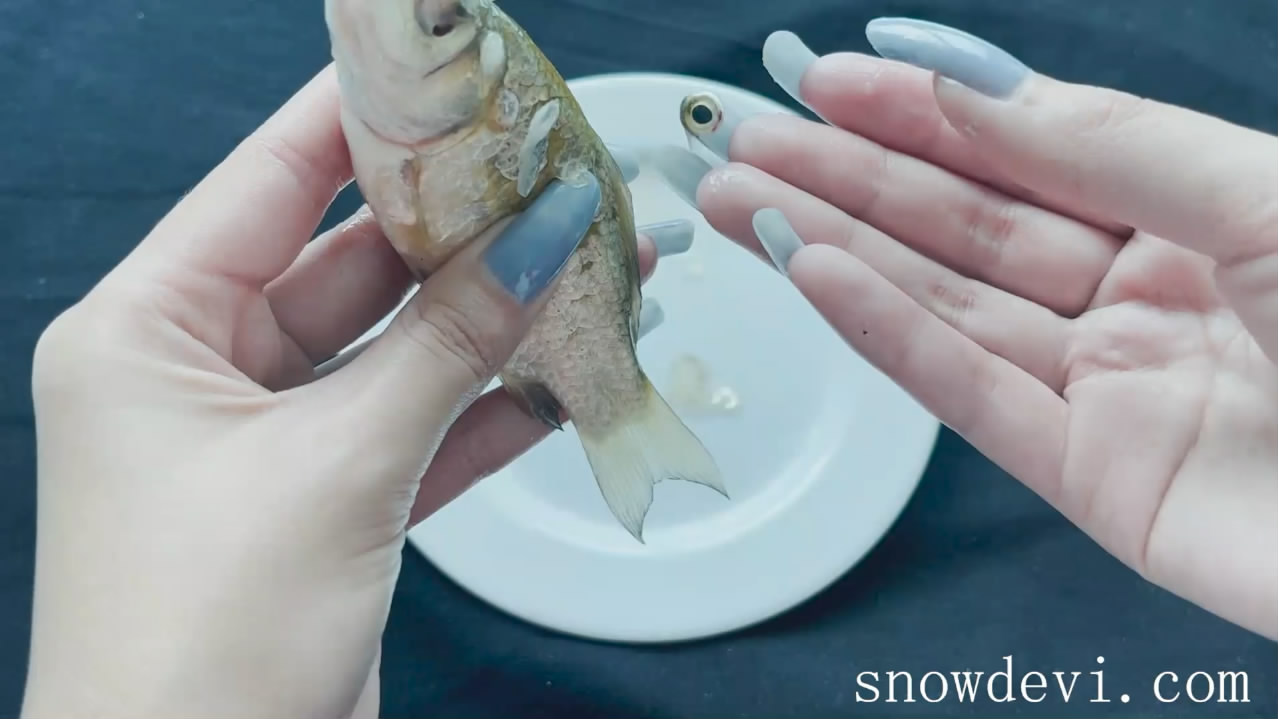 SNOW997-Fish29（2020）