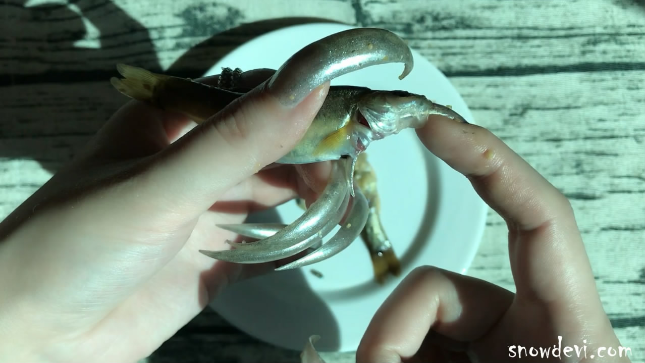SNOW543-Fish11