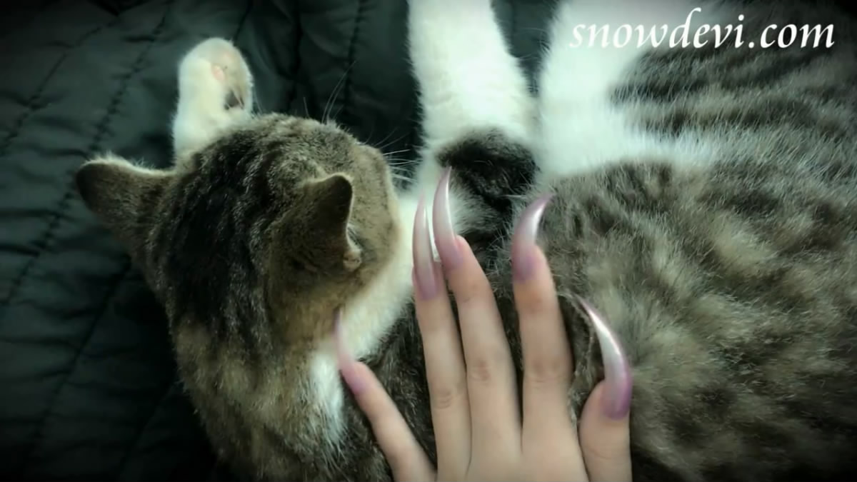 SNOW161-cat